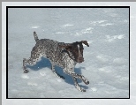 Pointer, �nieg
